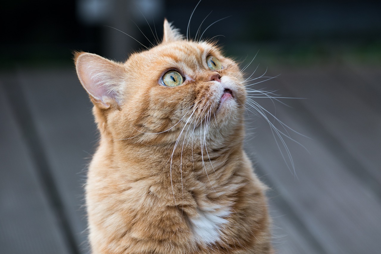 kucing oren